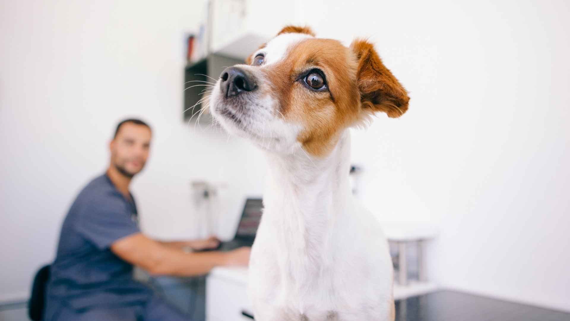Anemia en perros